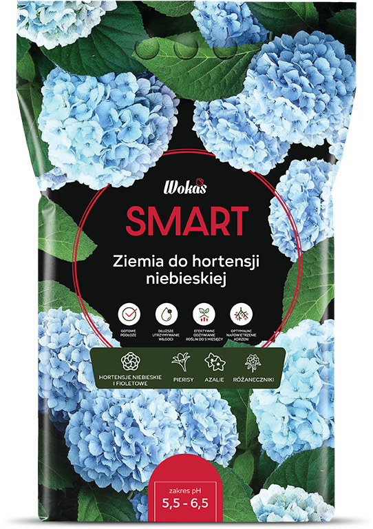 Ziemia do hortensji niebieskiej